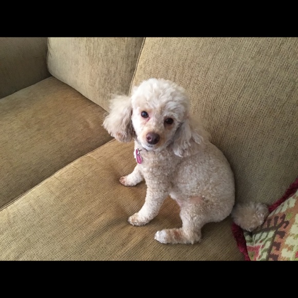 Meet your Posher, Karen - Picture 2 of 2